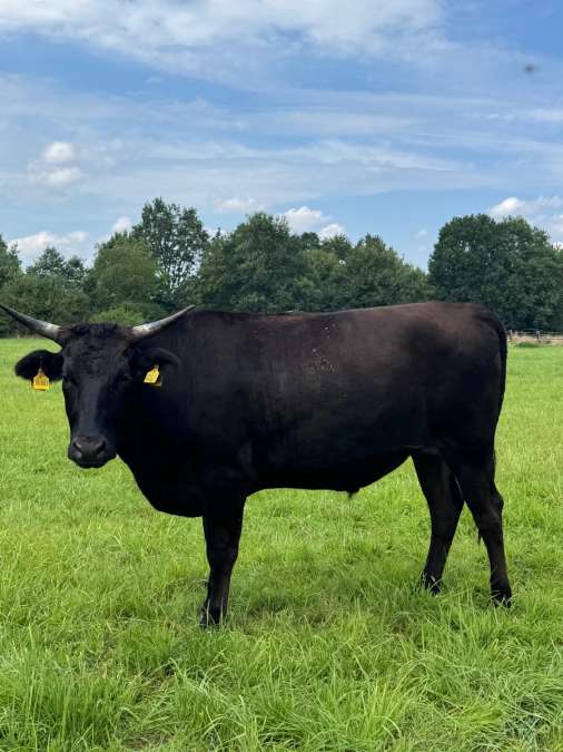 Fullblood Wagyu Ochsen zur Endmast - Bild 1