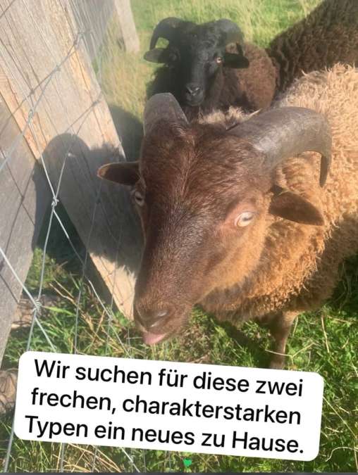 2 Ouessant Schafböcke - Bild 1