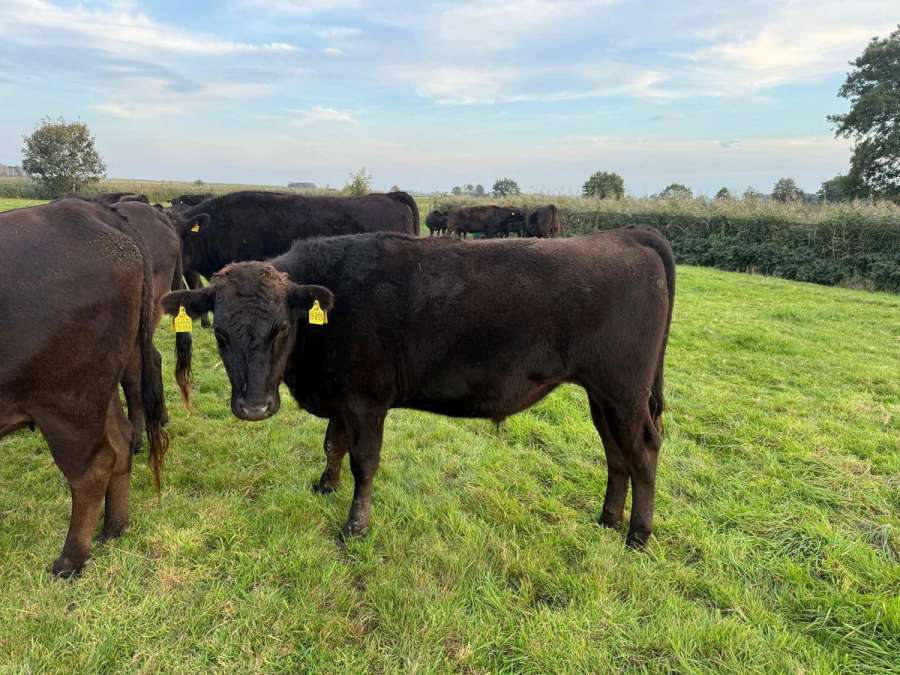 Wagyu Fullblood – Herdbuchtiere verschiedener Altersklassen