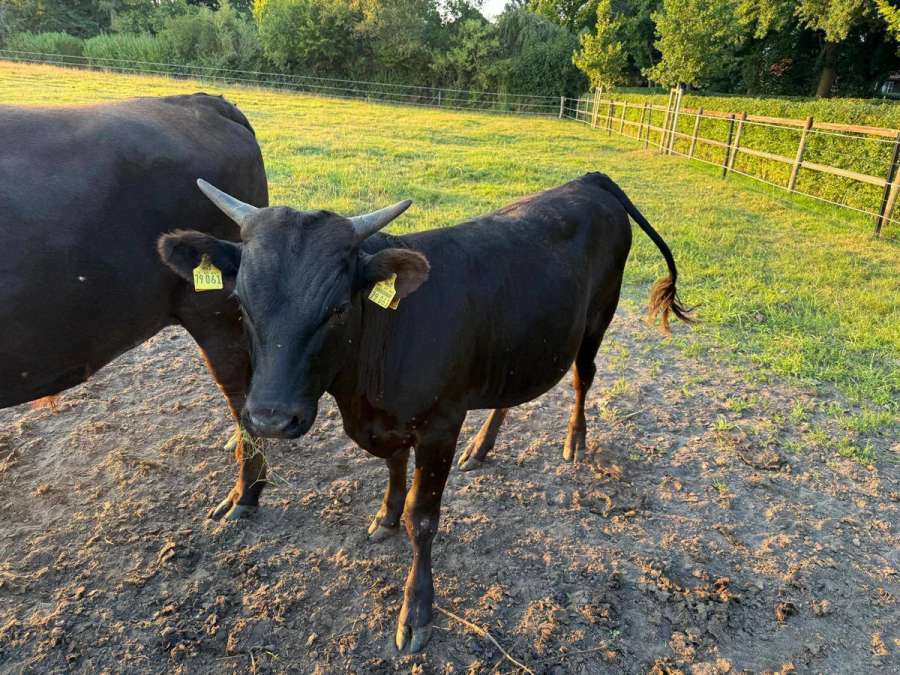Wagyu Fullblood Zuchtbulle – gekört – Herdbuchklasse A - Bild 1