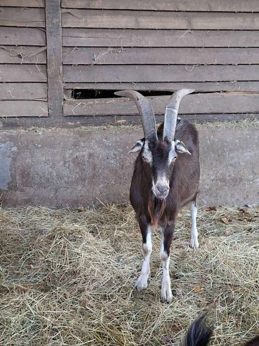 Thüringer Waldziege Bock - Bild 1