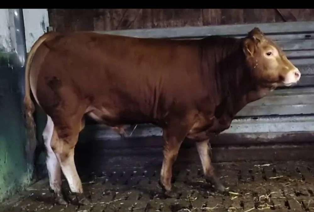 Limousin Jungbulle genetisch hornlos - Bild 1