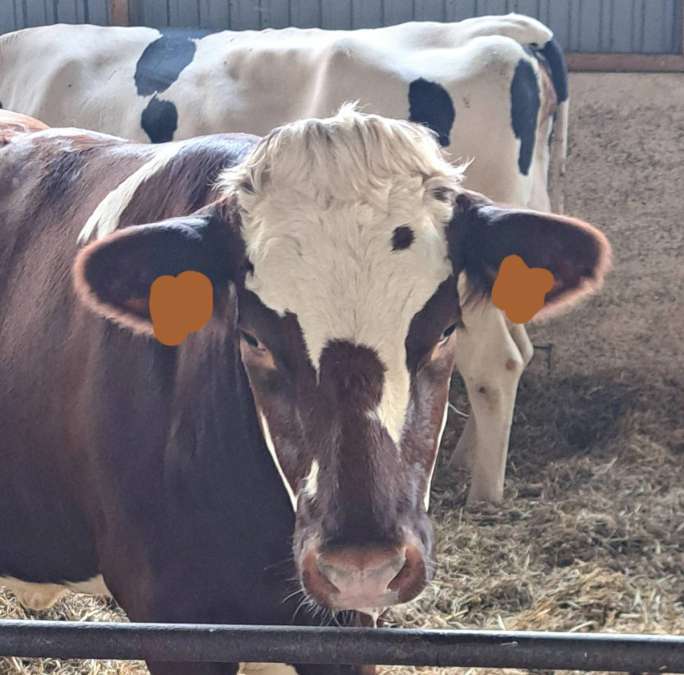 Hybridfärsen / Hybridkühe gesucht – Holstein × Montbéliarde - Bild 1