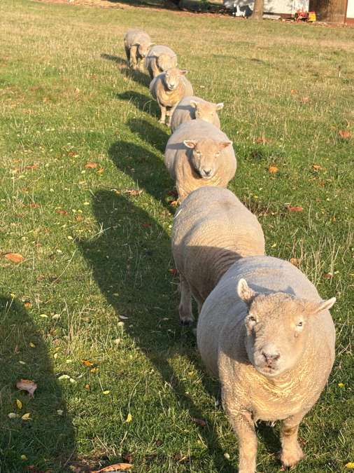Southdown/Babydoll Schafe - Bild 1
