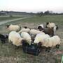 Verkaufe Schafe - Bild 2