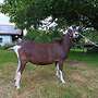 Verkaufe Thüringer Waldziege - Bild 2