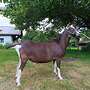 Verkaufe Thüringer Waldziege - Bild 3