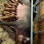 Duroc Zuchtsau - Bild 2
