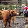 Highlandrinder zu verkaufen - Bild 4