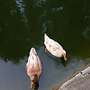Enten, Erpel, Orpington - Bild 2