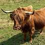 Schottische Hochlandrinder - Herde - Bild 13