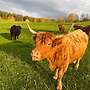 Schottische Hochlandrinder - Herde - Bild 19