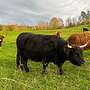 Schottische Hochlandrinder - Herde - Bild 20