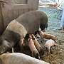 Ferkel aus Freilandhaltung - Bild 3