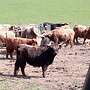 Schottische Hochlandrinder - Herde - Bild 26