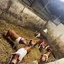 Ferkel Mix  - Bild 2