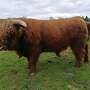 Highland Cattle, Bulle, Hochlanrind - Bild 2
