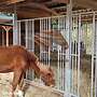 Stallbau - Außenbox | Pferdebox und Offenstall & Weidehütten, Laufstall für Pferde Top Futterraufe & Heuraufe für den perfekten Pferdehof - Bild 35