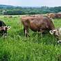 Zu verkaufen: Braunvieh mit Hörnern - Kühe, Milchkühe, Fersen, Jungrinder, Bullen - Bild 2