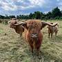 Hochlandrinder abzugeben - Bild 3