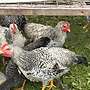 Hähne von Mai 2025 abzugeben - Bild 2