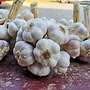 Polen knoblauch - Bild 7