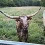 Texas Longhorn Herde - Bild 8