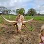 Texas Longhorn Herde - Bild 10