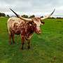 Texas Longhorn Herde - Bild 11