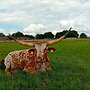 Texas Longhorn Herde - Bild 12