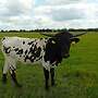 Texas Longhorn Herde - Bild 13