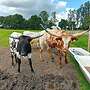 Texas Longhorn Herde - Bild 14