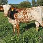 Texas Longhorn Jungtiere - Bild 5