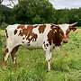 Texas Longhorn Jungtiere - Bild 2