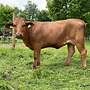Beefmaster Kalbin (USA Embryo) - Bild 3