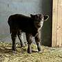 Mini Hochlandrind Nachzucht - Stier - Bild 2