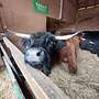 Highland Cattel zu verkaufen (Bio) - Bild 2