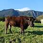 Wagyu Kuh FB 100%WG - Bild 2