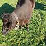 Wagyu Kuh FB 100%WG - Bild 4
