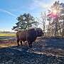 Highland Cattle Bulle / 6 jährig - Bild 2