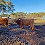 Highland Cattle Bulle / 6 jährig - Bild 4