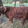 Mini Highland Cattle Bullen - Bild 2