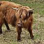 Liliput Highland Cattle Bullen - Bild 2