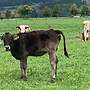 Braunvieh Jährlinge - Bild 3