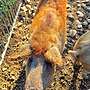 Wollschweine, Mangalica, Mangalitza - Bild 2