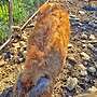 Wollschweine, Mangalica, Mangalitza - Bild 3