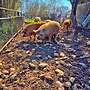 Wollschweine, Mangalica, Mangalitza - Bild 4