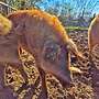 Wollschweine, Mangalica, Mangalitza - Bild 5