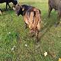 4jährige Highland-Kuh mit Bullenkalb - Bild 2