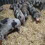 Bunte Bentheimer Ferkel - Bild 3